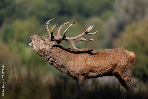 BRAME DU CERF ELAPHE
