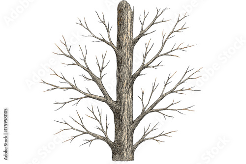 Detailed branch intricate illustration bark tall sketch twigs fine shading vector outward