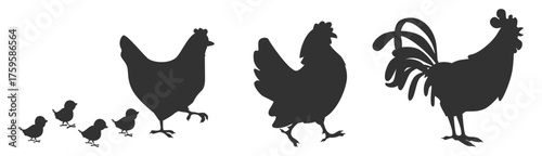 Chicken silhouettes set. Rooster, hen and chicks farm birds vector illustration on transparent background
