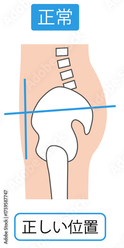 正しい骨盤の位置と骨盤前傾と骨盤後傾