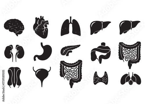 Vector art of human internal organs set, anatomical vector icons