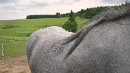 Countryside natural horse riding school organic