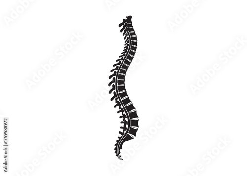 Vector art of human spine anatomy, medical illustration concept