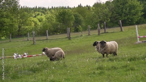 Sheep natural wild nature organic bio farm farming maedow
