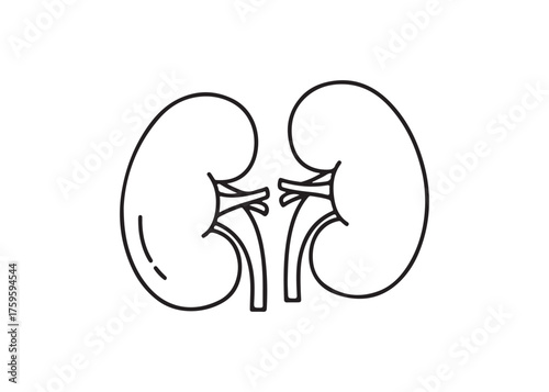 Vector art of human kidneys line icon, urinary system organ