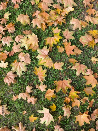 autumn leaves background