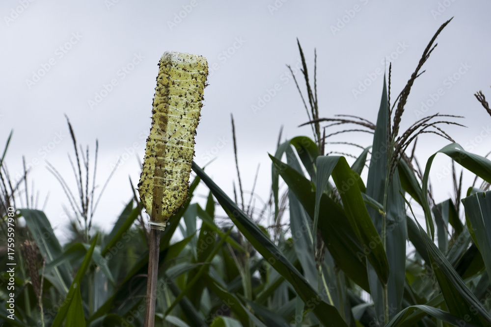 Εκτύπωση καμβά Promising corn cob stands tall an agricultural field, its vibrant green leaves rustling gently