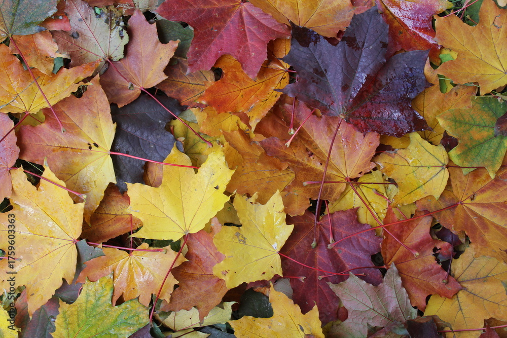 Fototapeta premium autumn leaves background, maple colored leaves in autumn