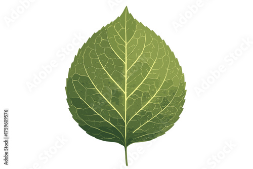 Illustration thin glowing subtle vector adding network realism leaf translucent veins