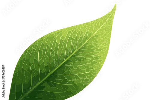 Close detailed tip illustration showing gradients delicate translucency vector leaf vein endings