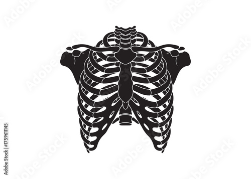 Vector art of human rib cage, skeletal system of the body