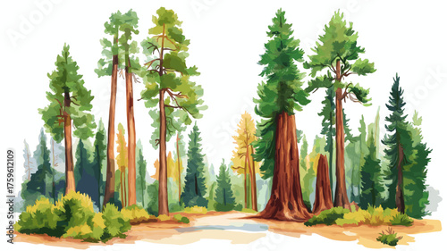 Sequoia National Park. Sequoia National Park hand drawn watercolor illustration