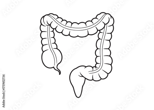 Vector art of human colon illustration, digestive system