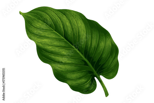 Vector leaf green strong curled slightly color illustration veins tropical fragment