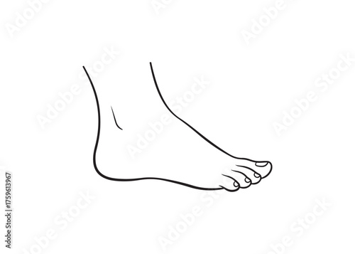 Vector art of human foot anatomy, medical illustration concept