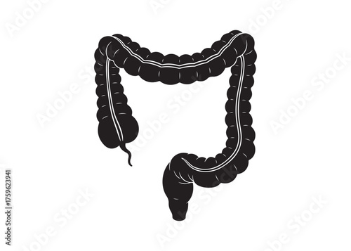 Vector art of human large intestine, digestive system organ