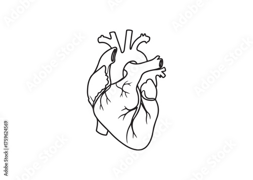 Vector art of anatomical heart line art for medical use