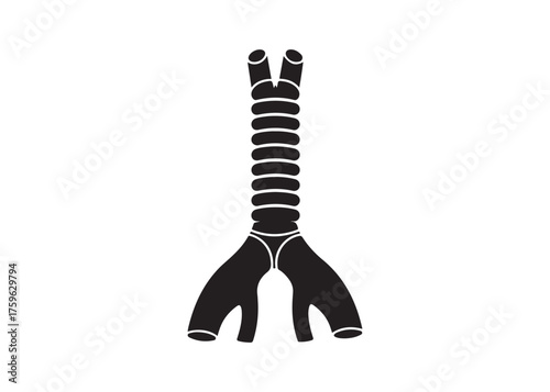 Vector art of human trachea, windpipe and bronchus anatomy