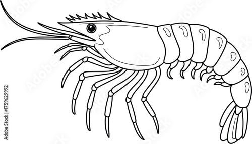 Shrimp line drawing with segmented body, antennae, jointed legs, and tail, ideal for marine biology, education, and vector design.