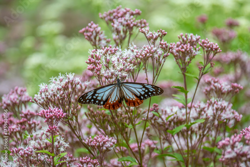 アサギマダラとフジバカマ