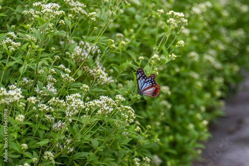 アサギマダラとフジバカマ