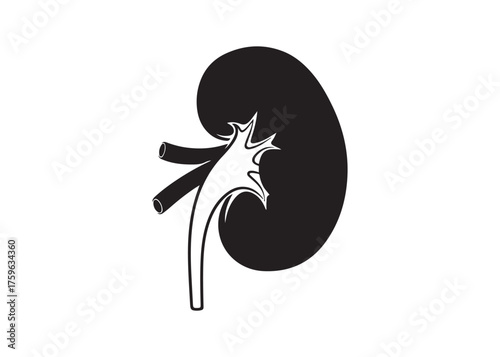 Illustration of a human kidney in black color