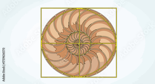 Nautilus shell Golden ratio Spiral pattern Geometric composition Mathematical harmony