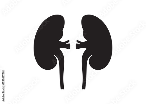 Vector art of human kidney, urinary system organ anatomy