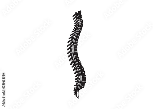 Vector art of human spine anatomy for medical illustration
