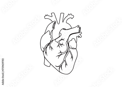 Vector art of anatomical heart drawing, a vital organ illustration