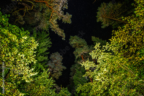 A stunning upward view of a forest canopy illuminated at night, with green leaves and tall trees framing a clear, star-filled sky above.