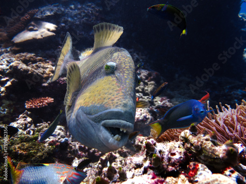 scary titan trigger fish showing its teeth to attack on a coral reef in Maldives close-up