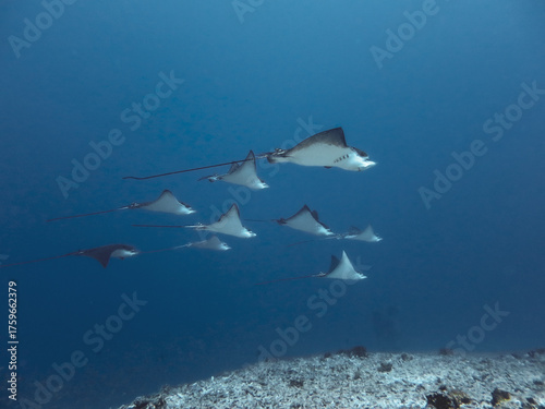 a school of eagle rays hovering above a reef in the blue ocean in Maldives