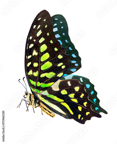 Colorful flying tropical butterfly isolated on transparent background. Graphium agamemnon butterfly. Green-spotted triangle. Tailed green jay.
