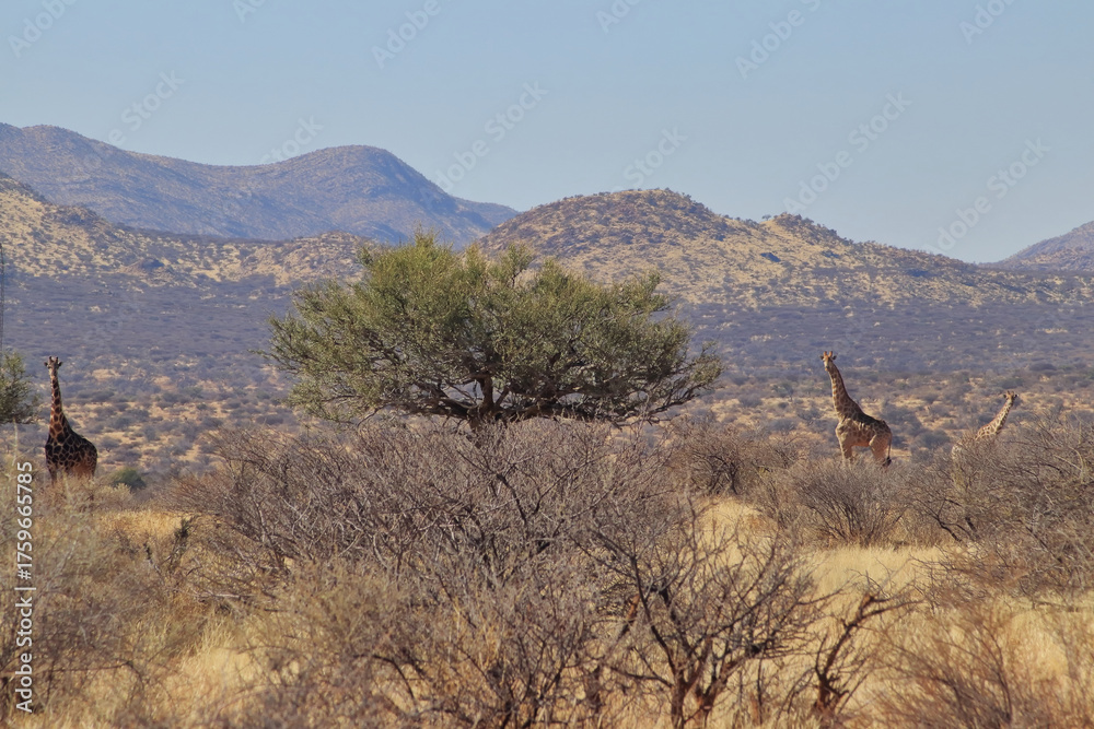 Naklejka premium Giants of the Thornveld