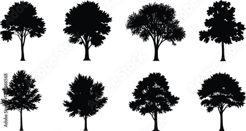 Set of black tree silhouettes isolated on white background, vector illustration showing different deciduous tree shapes for nature design