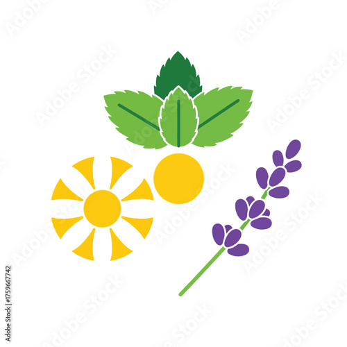 of mint leaves, lavender, and chamomile flowers.