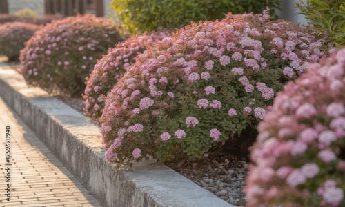 Pink flowering shrubs in a landscaped garden border