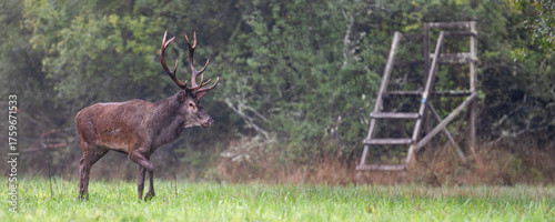 Φωτογραφία Red deer stag with a scar on the side walking near a small hunting post in a plain during the rut under light rain