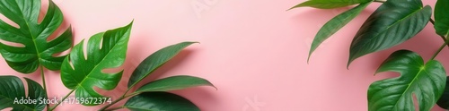 Vibrant green ficus leaves, geometrically arranged on pink , element, organic