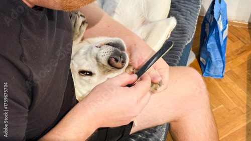 A jovial dog, delightfully inverted on a bearded man's lap, celebrates National Pet Day with playful pampering, fostering kinship