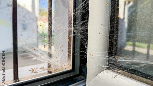 Billede på lærred Tangled cobwebs shimmer like gossamer whispers of forgotten tales on a sunlit wi