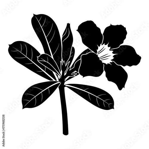 black and white silhouette vector icon of Adenium flower on white background