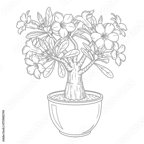 black and white silhouette vector icon of Adenium flower on white background