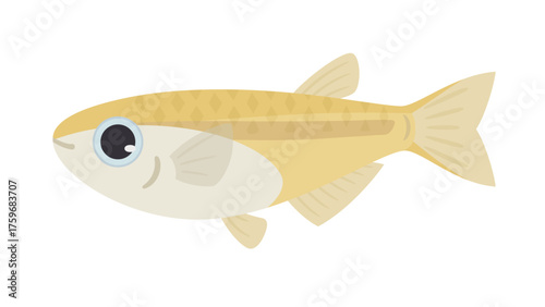 メダカが1匹のイラスト