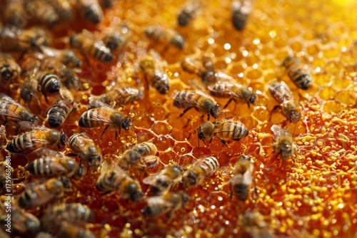 Honey bees working on golden honeycomb producing sweet nectar