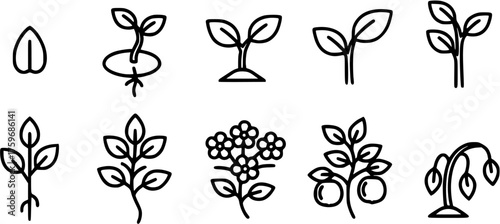 Botanical Growth Icons. Outline icon set of botanical plant growth stages: seed, sprout, seedling, young plant, mature plant, flowering, fruiting, wilting