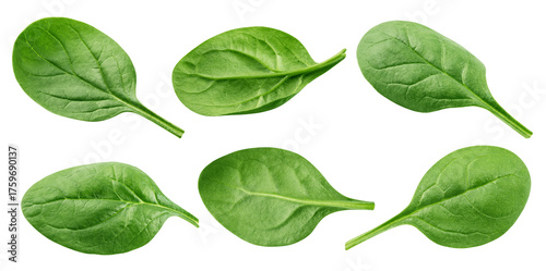 Spinach isolated, full depth of field