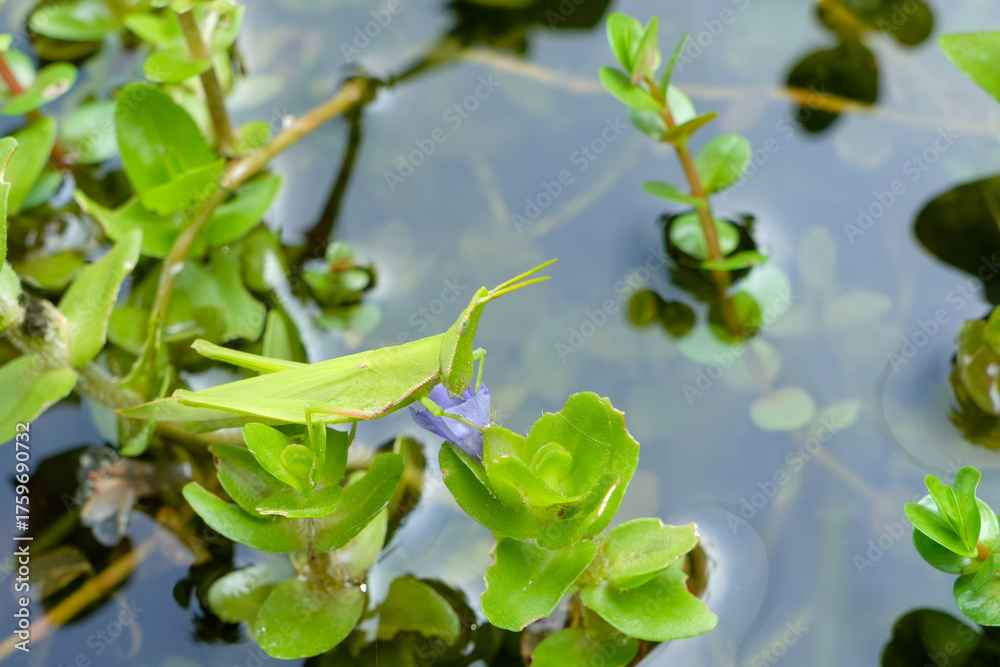 Obraz premium 水辺の紫色の花に止まる緑色のバッタのマクロ写真