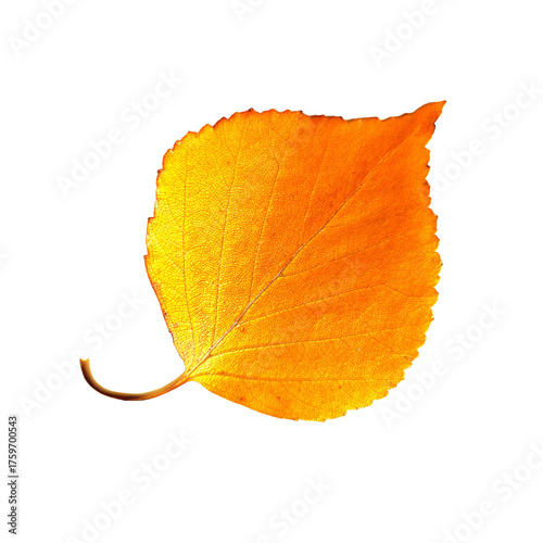 Yellow birch leaf isolated on PNG background. Perfect for autumn banners, seasonal design, invitations, and decor.